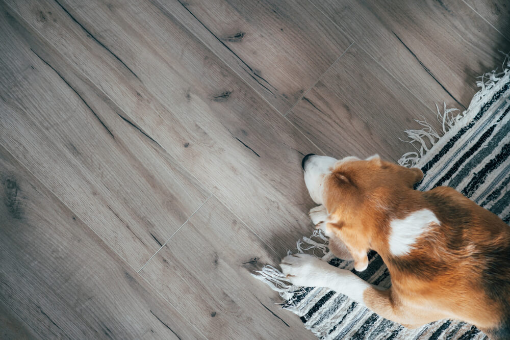 Top View Image of Sad Beagle Dog Peacefully Sleeping On Striped Mat Lying on Laminate Floor
