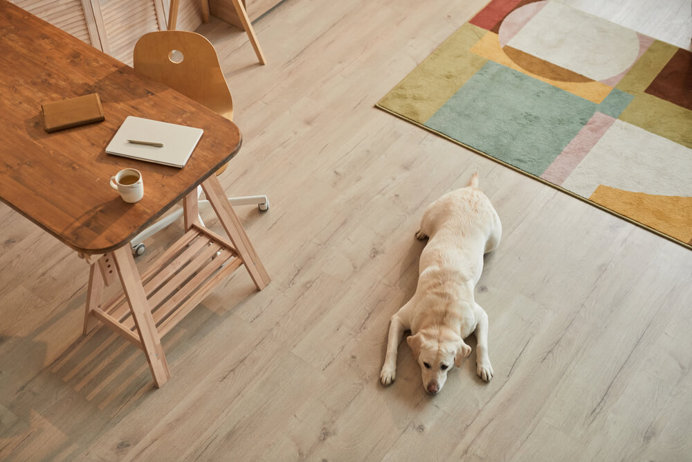 Warm Toned High Angle View at White Labrador Dog Lying on Floor and Waiting for Owner in Modern Home Interior